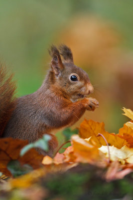 Red Squirrel - Eekhoorn 
