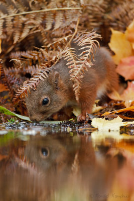 Red Squirrel - Eekhoorn 