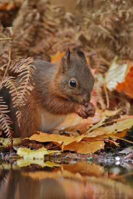 Red Squirrel - Eekhoorn