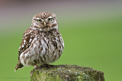 Little Owl - Steenuil