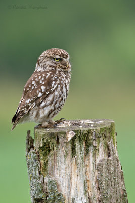 Little Owl - Steenuil