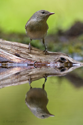 Garden Warbler - Tuinfluiter