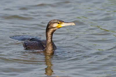 Cormorant - Aalscholver