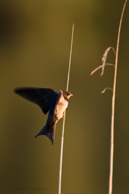 Bank Swallow - Oeverzwaluw