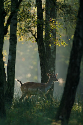 Fallow deer - Damhert