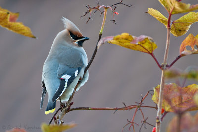 Bohemian Waxwing - Pestvogel 