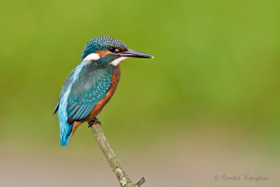 Kingfisher - ijsvogel