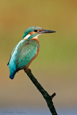 Kingfisher - ijsvogel