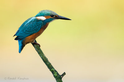 Kingfisher - ijsvogel