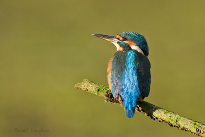 Kingfisher - ijsvogel