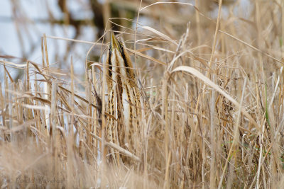 Great Bittern - Roerdomp