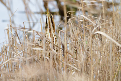 Great Bittern - Roerdomp