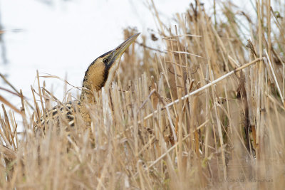 Great Bittern - Roerdomp