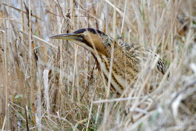 Great Bittern - Roerdomp