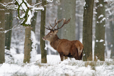 Red deer - Edelhert