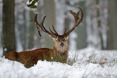 Red deer - Edelhert