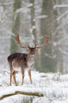 Fallow Deer - Damhert