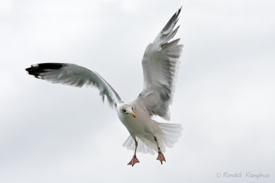 Herring gull - Zilvermeeuw