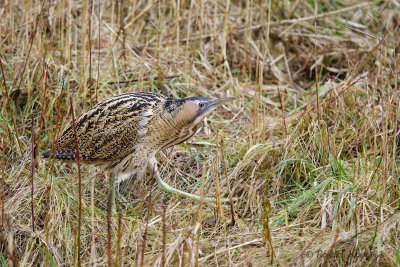 Great Bittern - Roerdomp