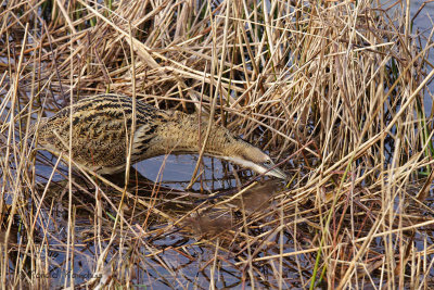 Great Bittern - Roerdomp