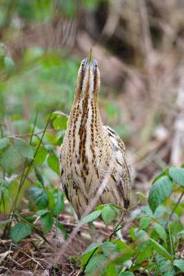 Great Bittern - Roerdomp