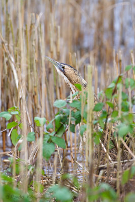 Great Bittern - Roerdomp