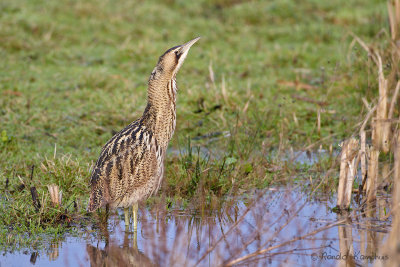 Great Bittern - Roerdomp