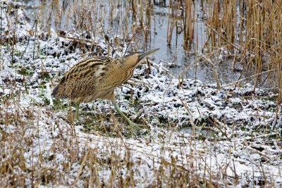 Great Bittern - Roerdomp