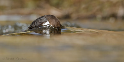 White-throuted Dipper -  Zwartbuikwaterspreeuw 