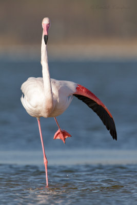 Flamingo