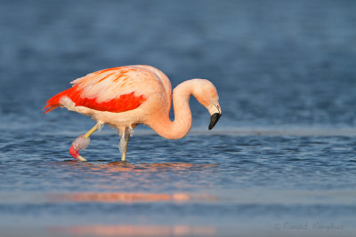 Chilean Flamingo - Chileense flamingo 