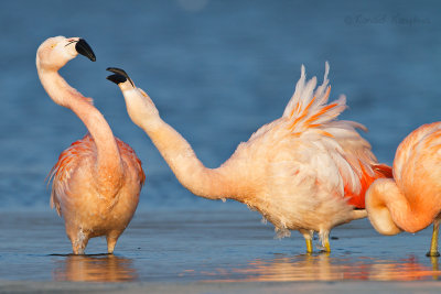 Chilean Flamingo - Chileense flamingo