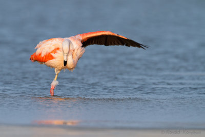 Chilean Flamingo - Chileense flamingo 