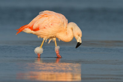 Chilean Flamingo - Chileense flamingo 
