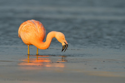 Chilean Flamingo - Chileense flamingo 