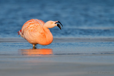 Chilean Flamingo - Chileense flamingo 
