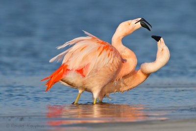 Chilean Flamingo - Chileense flamingo 