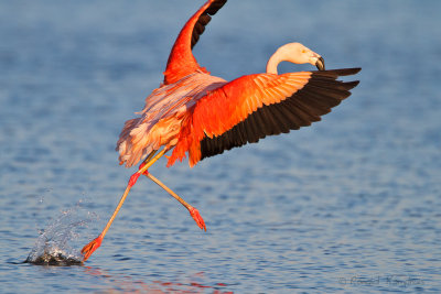 Chilean Flamingo - Chileense flamingo 