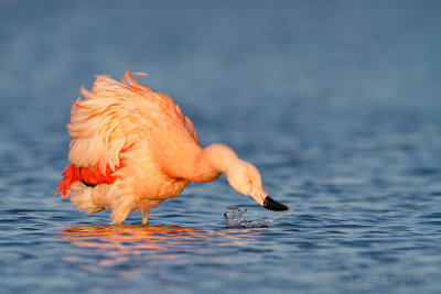 Chilean Flamingo - Chileense flamingo 