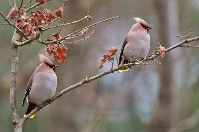 Bohemian Waxwing - Pestvogel 