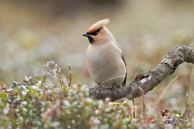 Bohemian Waxwing - Pestvogel 