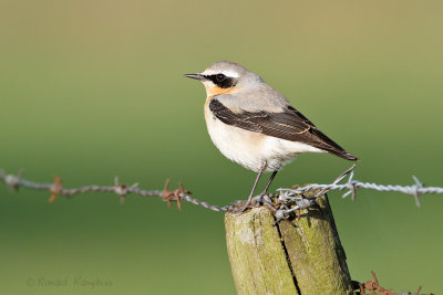 Northern Wheatear - Tapuit