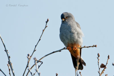 Western Red-footed Kestrel -  Roodpootvalk