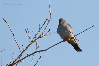 Western Red-footed Kestrel -  Roodpootvalk