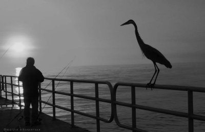 fisher n bird