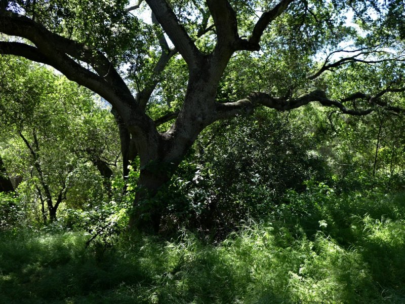 Foliage - 2.jpg