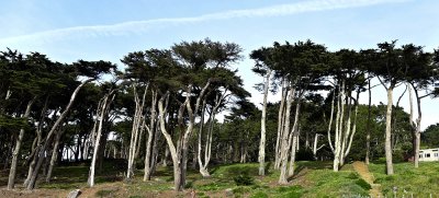 Cypress Trees-1.jpg