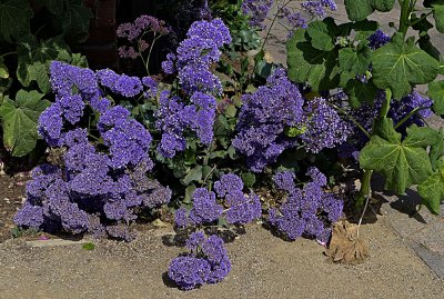Blue Flowers.jpg