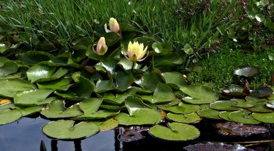 Lilly Pond - 2.jpg