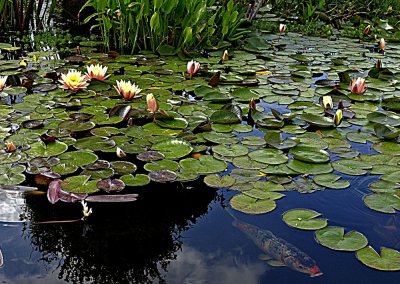 Lilly Pond - 4.jpg